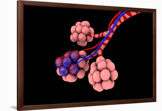 Conceptual Image of Alveoli-null-Framed Art Print