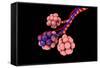 Conceptual Image of Alveoli-null-Framed Stretched Canvas