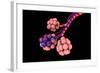 Conceptual Image of Alveoli-null-Framed Art Print