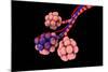 Conceptual Image of Alveoli-null-Mounted Art Print