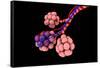 Conceptual Image of Alveoli-null-Framed Stretched Canvas