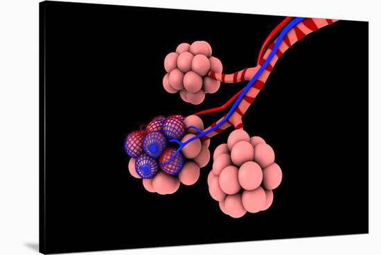 Conceptual Image of Alveoli-null-Stretched Canvas