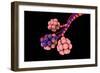 Conceptual Image of Alveoli-null-Framed Art Print