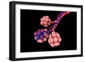 Conceptual Image of Alveoli-null-Framed Art Print