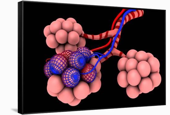 Conceptual Image of Alveoli-null-Framed Stretched Canvas