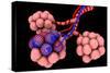 Conceptual Image of Alveoli-null-Stretched Canvas