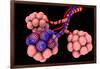 Conceptual Image of Alveoli-null-Framed Art Print