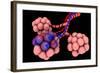 Conceptual Image of Alveoli-null-Framed Art Print