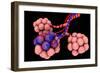 Conceptual Image of Alveoli-null-Framed Art Print