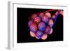 Conceptual Image of Alveoli-null-Framed Art Print