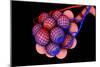 Conceptual Image of Alveoli-null-Mounted Premium Giclee Print