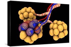 Conceptual Image of Alveoli-null-Stretched Canvas