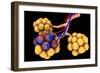 Conceptual Image of Alveoli-null-Framed Premium Giclee Print