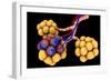 Conceptual Image of Alveoli-null-Framed Premium Giclee Print