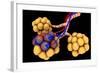 Conceptual Image of Alveoli-null-Framed Art Print