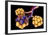 Conceptual Image of Alveoli-null-Framed Art Print