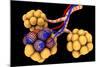 Conceptual Image of Alveoli-null-Mounted Art Print