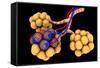 Conceptual Image of Alveoli-null-Framed Stretched Canvas