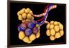 Conceptual Image of Alveoli-null-Framed Art Print