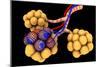 Conceptual Image of Alveoli-null-Mounted Art Print