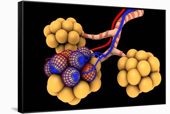 Conceptual Image of Alveoli-null-Framed Stretched Canvas