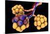 Conceptual Image of Alveoli-null-Stretched Canvas