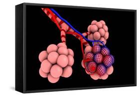 Conceptual Image of Alveoli-null-Framed Stretched Canvas