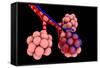 Conceptual Image of Alveoli-null-Framed Stretched Canvas