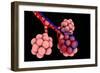 Conceptual Image of Alveoli-null-Framed Premium Giclee Print