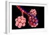 Conceptual Image of Alveoli-null-Framed Premium Giclee Print