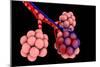 Conceptual Image of Alveoli-null-Mounted Premium Giclee Print