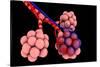 Conceptual Image of Alveoli-null-Stretched Canvas