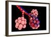 Conceptual Image of Alveoli-null-Framed Art Print