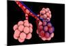 Conceptual Image of Alveoli-null-Mounted Art Print