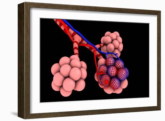 Conceptual Image of Alveoli-null-Framed Art Print