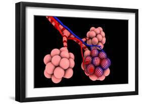Conceptual Image of Alveoli-null-Framed Art Print