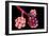 Conceptual Image of Alveoli-null-Framed Art Print