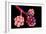 Conceptual Image of Alveoli-null-Framed Art Print