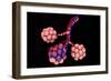 Conceptual Image of Alveoli-null-Framed Premium Giclee Print
