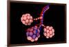 Conceptual Image of Alveoli-null-Framed Art Print