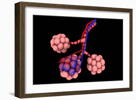 Conceptual Image of Alveoli-null-Framed Art Print