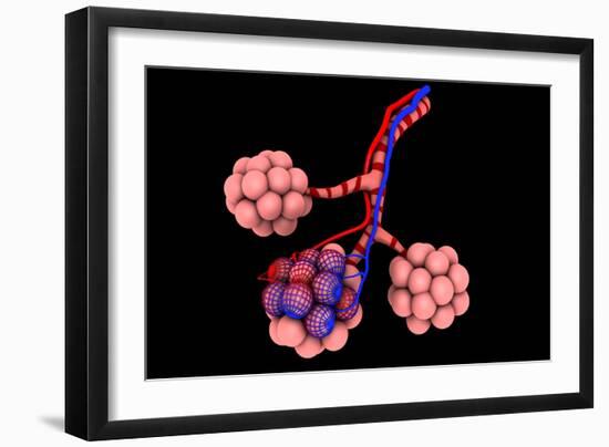 Conceptual Image of Alveoli-null-Framed Art Print