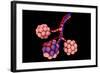 Conceptual Image of Alveoli-null-Framed Art Print