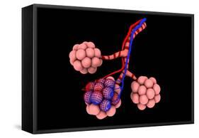 Conceptual Image of Alveoli-null-Framed Stretched Canvas