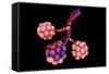 Conceptual Image of Alveoli-null-Framed Stretched Canvas