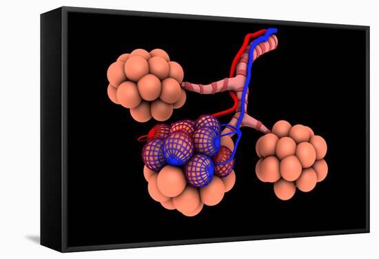 Conceptual Image of Alveoli-null-Framed Stretched Canvas