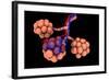 Conceptual Image of Alveoli-null-Framed Art Print