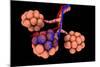 Conceptual Image of Alveoli-null-Mounted Art Print