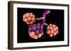 Conceptual Image of Alveoli-null-Framed Premium Giclee Print