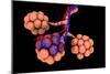 Conceptual Image of Alveoli-null-Mounted Premium Giclee Print